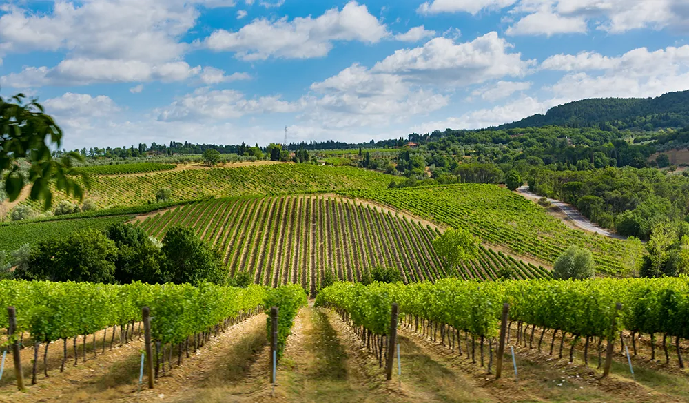 Italy Moto Tours Rolling rows of vines in a sunlit Tuscan vineyard with cypress trees and hills in the background