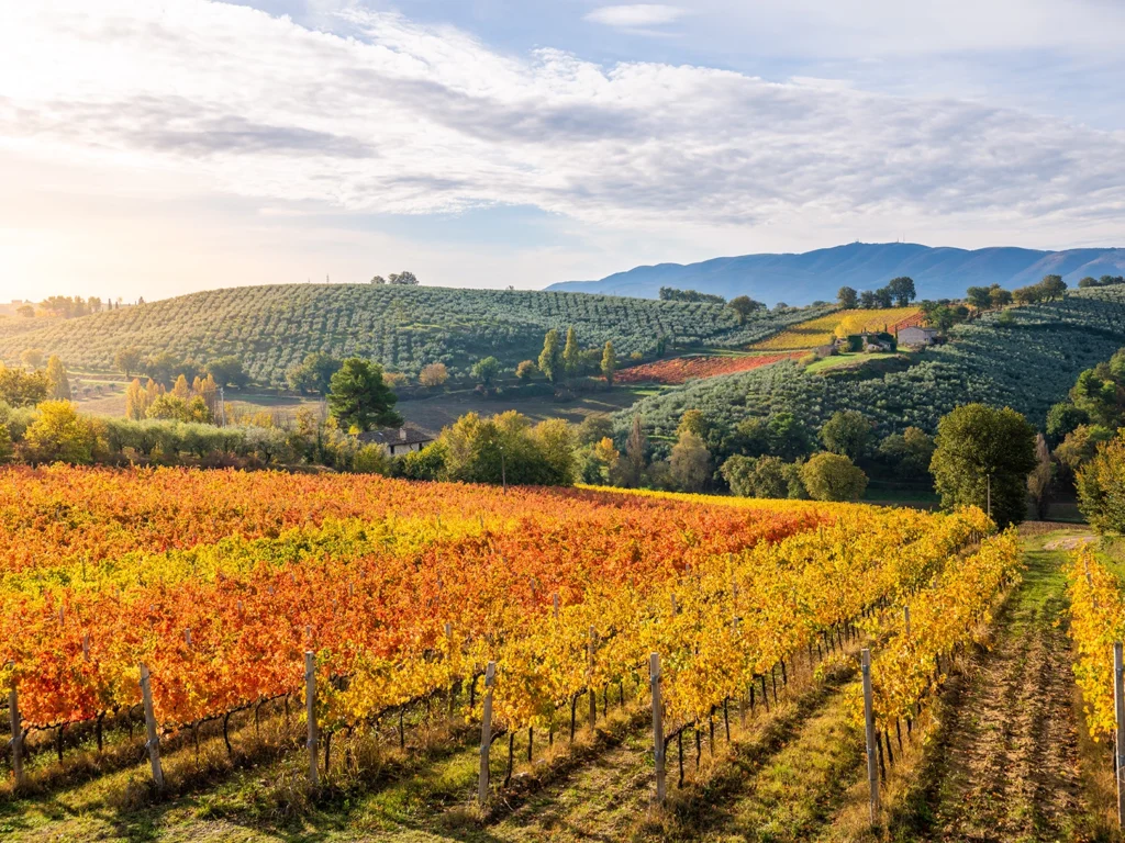 Italy Moto Tours Rows of red-gold vines with olive groves on rolling hills at sunrise in Umbria, Italy