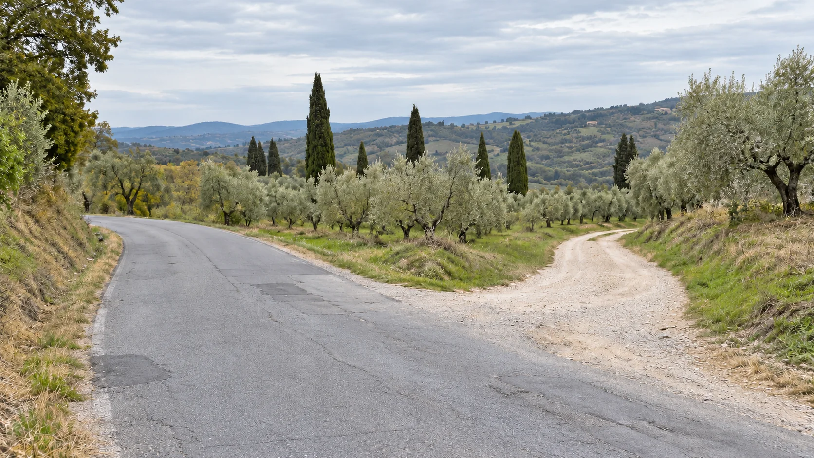 Gray asphalt road and pale gravel lane branching through olive trees and cypress trees