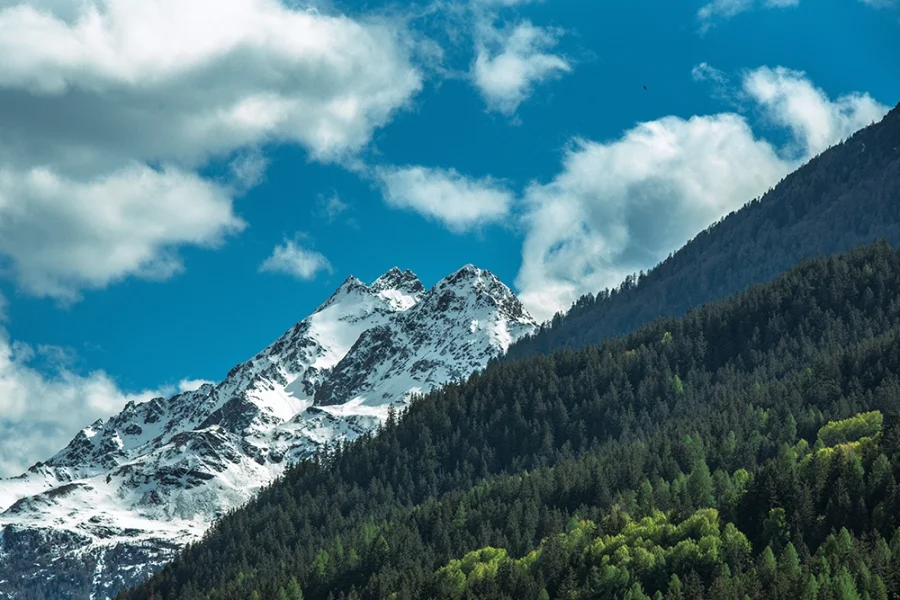 Snowy mountain summit rising over dark conifer forest with fresh spring greens and cumulus clouds in a bright blue sky.