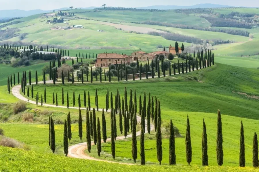 Curvy road lined with cypress trees leading to a rustic villa among the rolling green hills of Tuscany